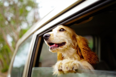 Pet Safety on the Road