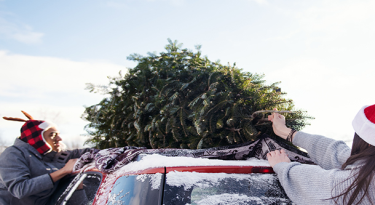AAA Urges Drivers to Safely Secure Christmas Trees